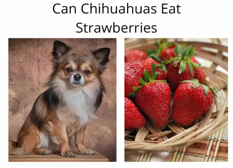 Can Chihuahuas Eat Strawberries [Helpful Tips]