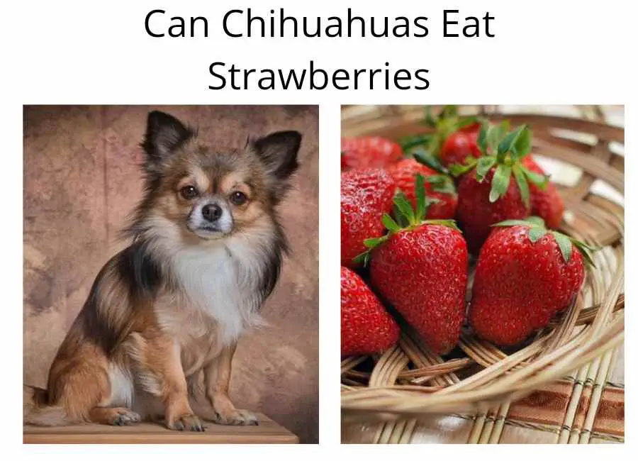 Can Chihuahuas Eat Strawberries