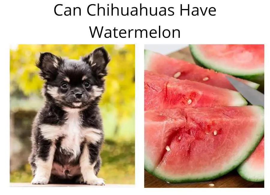 Can Chihuahuas Have Watermelon