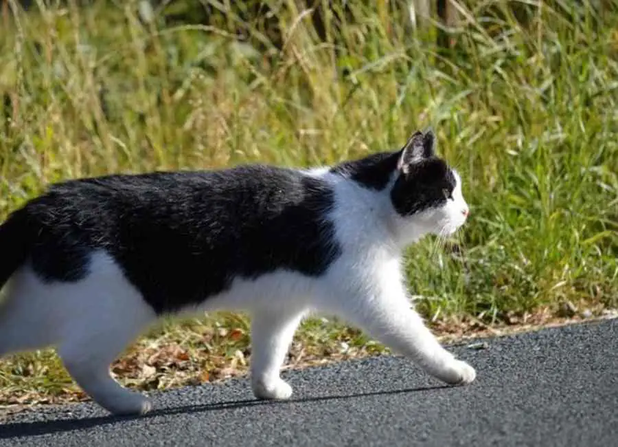 Cat Disappeared Without a Trace