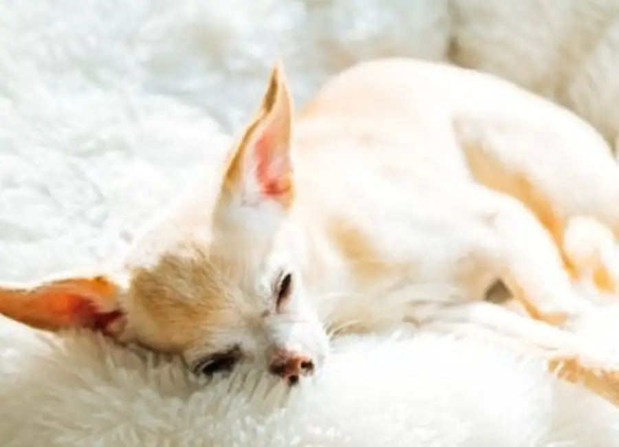Chihuahua Dying Symptoms