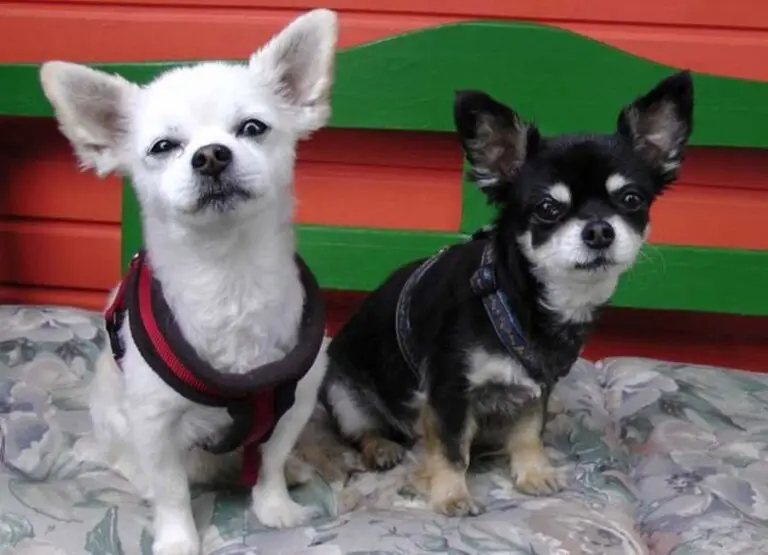 17 Chihuahua Pros And Cons You Should Know