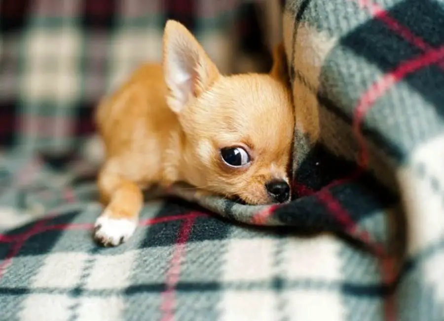 Chihuahua Stress Symptoms