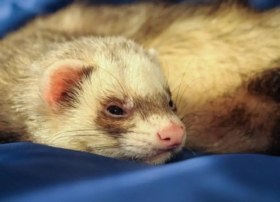 Health Problems In Ferrets