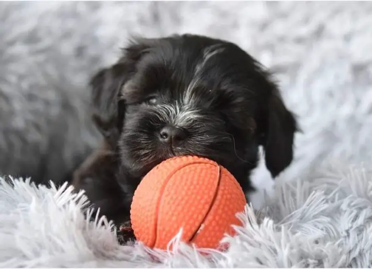 How Long Can Havanese Be Left Alone [Helpful Tips]