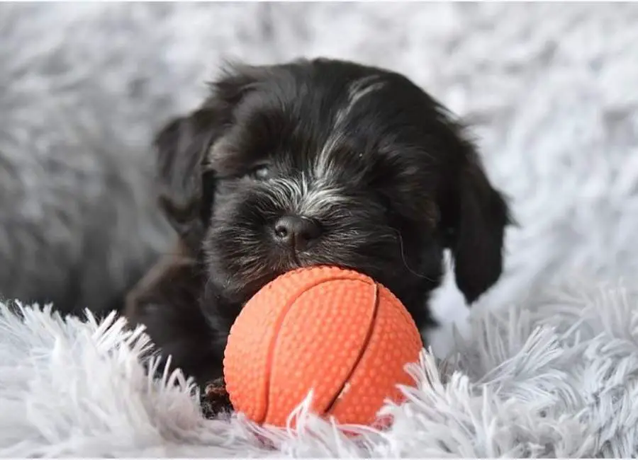 How Long Can Havanese Be Left Alone Helpful Tips 