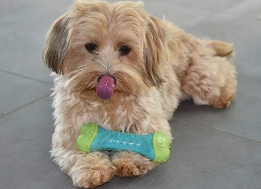 How To Discipline a Havanese Puppy