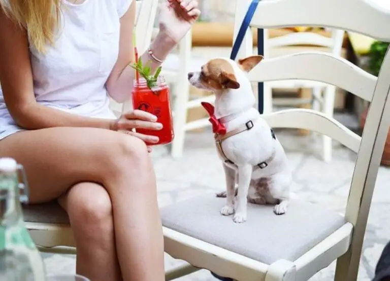 14 Tips On How To Socialize Chihuahua