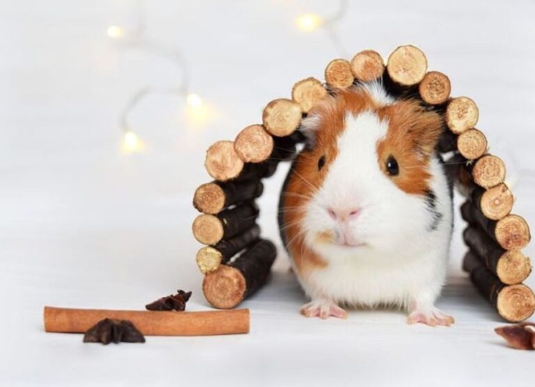 19 Tips For Looking After Your Guinea Pig