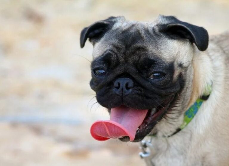 10 Reasons For Pug Whining & Control