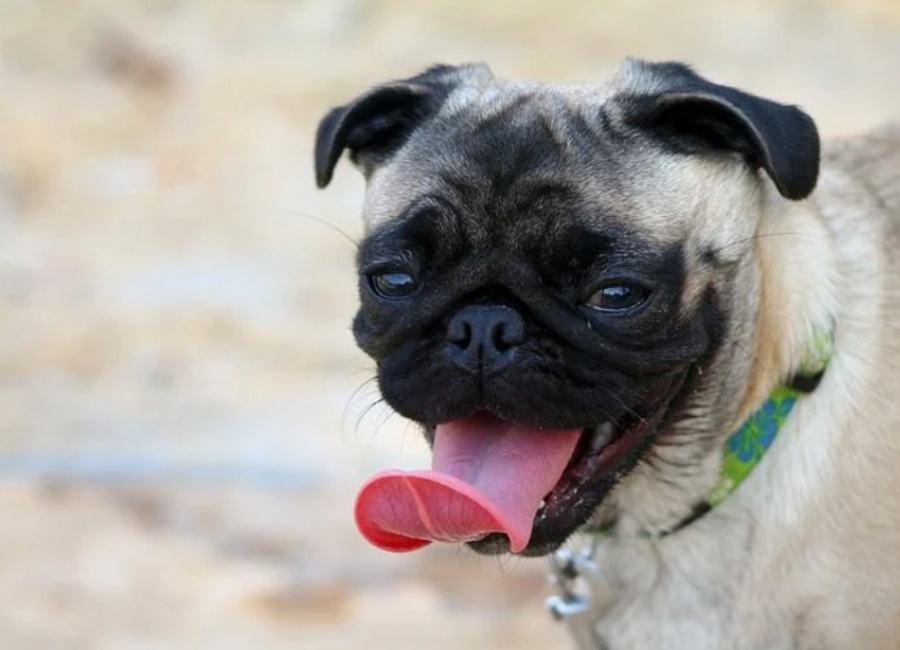Pug Whining