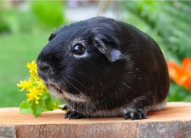 9 Common Reasons Not To Get a Guinea Pig