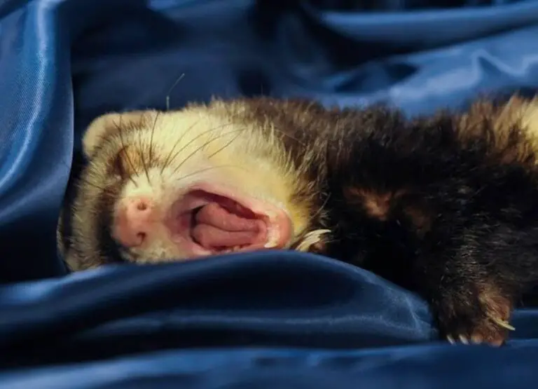 9 Most Common Signs Of A Sick Ferret