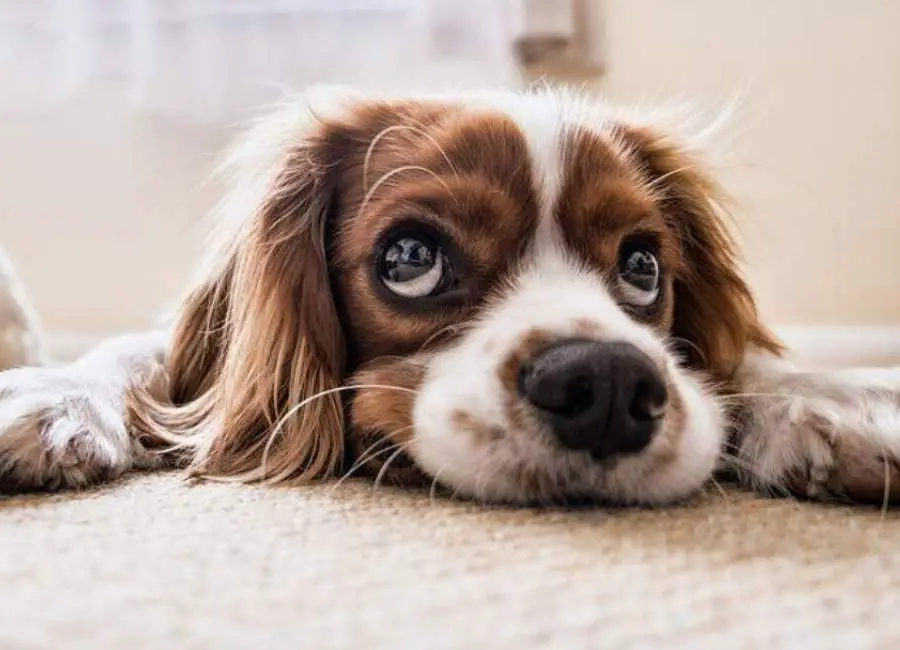 Signs Of Separation Anxiety In Dogs