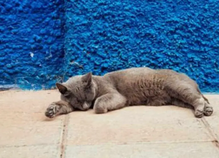 11 Common Signs Your Cat Is Dying Of Old Age