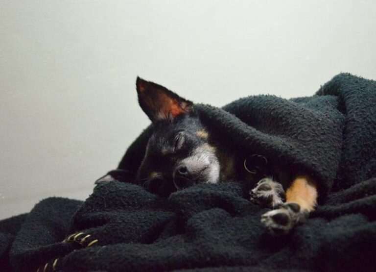 14 Signs Your Chihuahua Is Sick