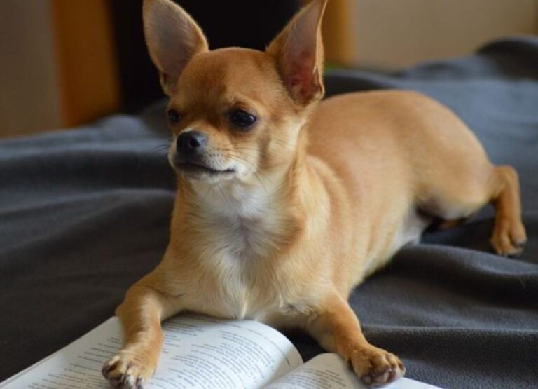 13 Ways or Steps to Show a Chihuahua Dominance