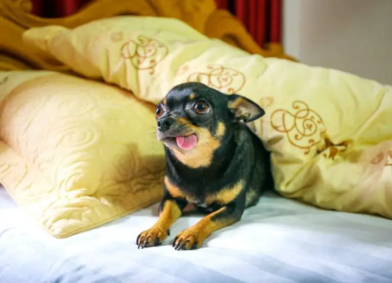 Understanding The Causes Of Chihuahua Aggression