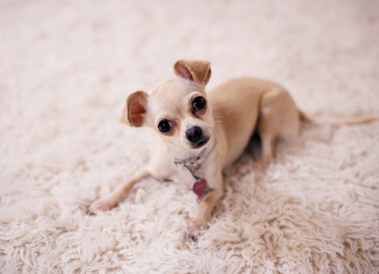 Understanding Chihuahua Separation Anxiety: Signs, Causes & More