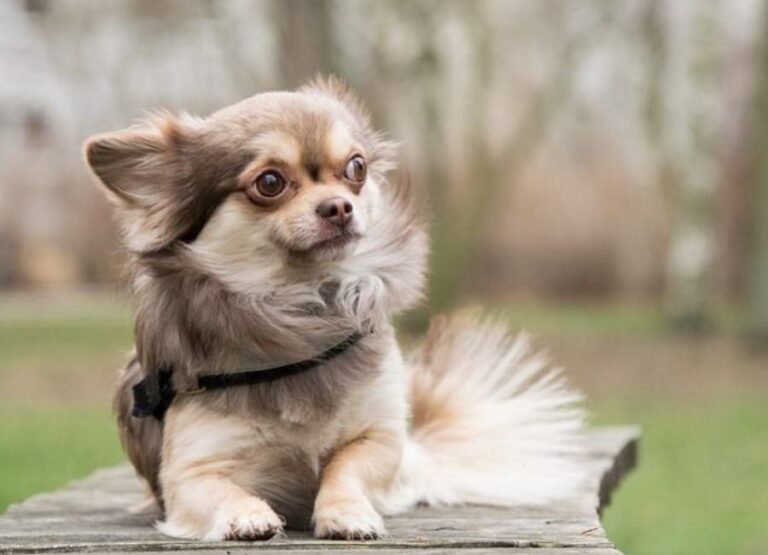 Causes of Chihuahua Shedding & Control
