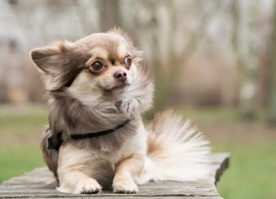 Understanding Chihuahua Shedding