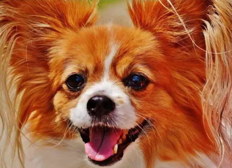 9 Potential Reasons Why Chihuahuas Bark & Tips