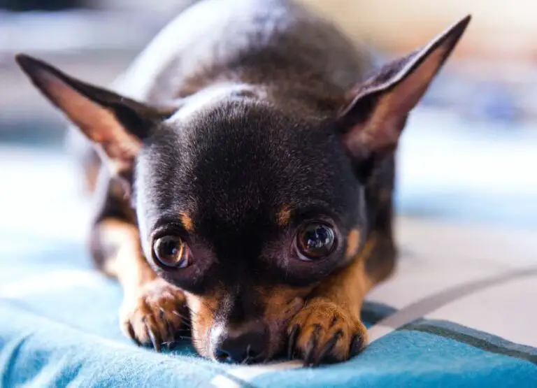 8 Potential Reasons Why Chihuahuas Dig & Tips