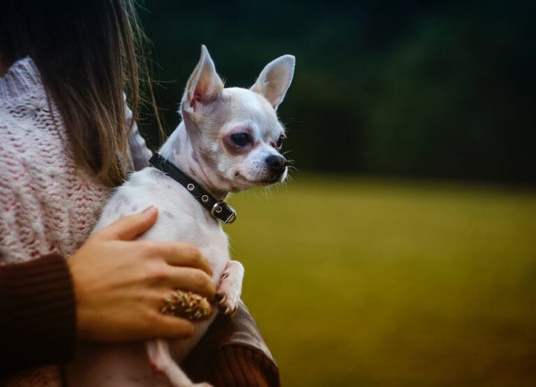18 Common Ways To Care For A Chihuahua