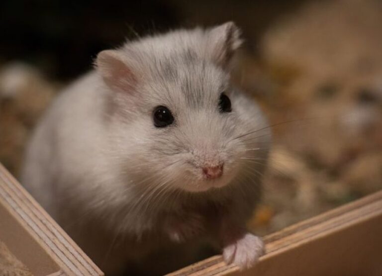 15 Simple Ways To Care For A Hamster