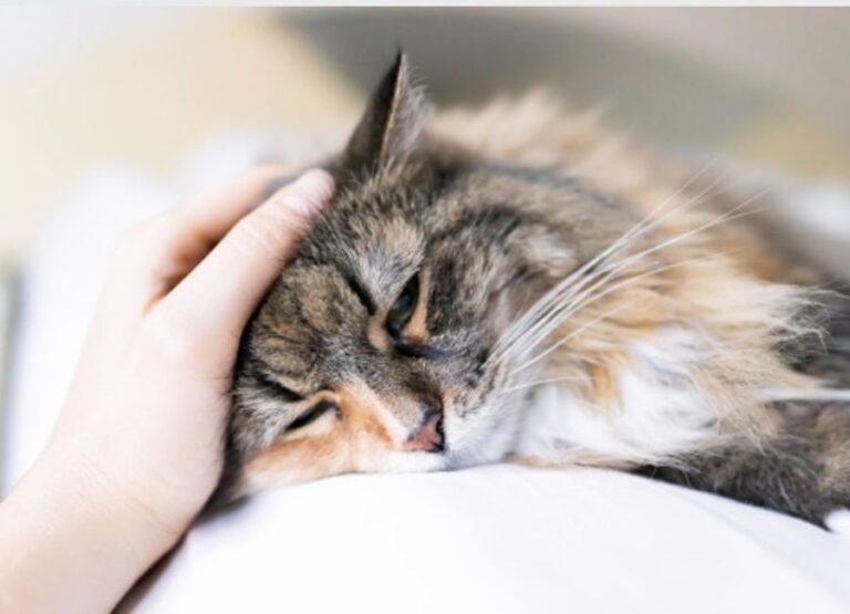 13 Simple Ways To Comfort A Dying Cat