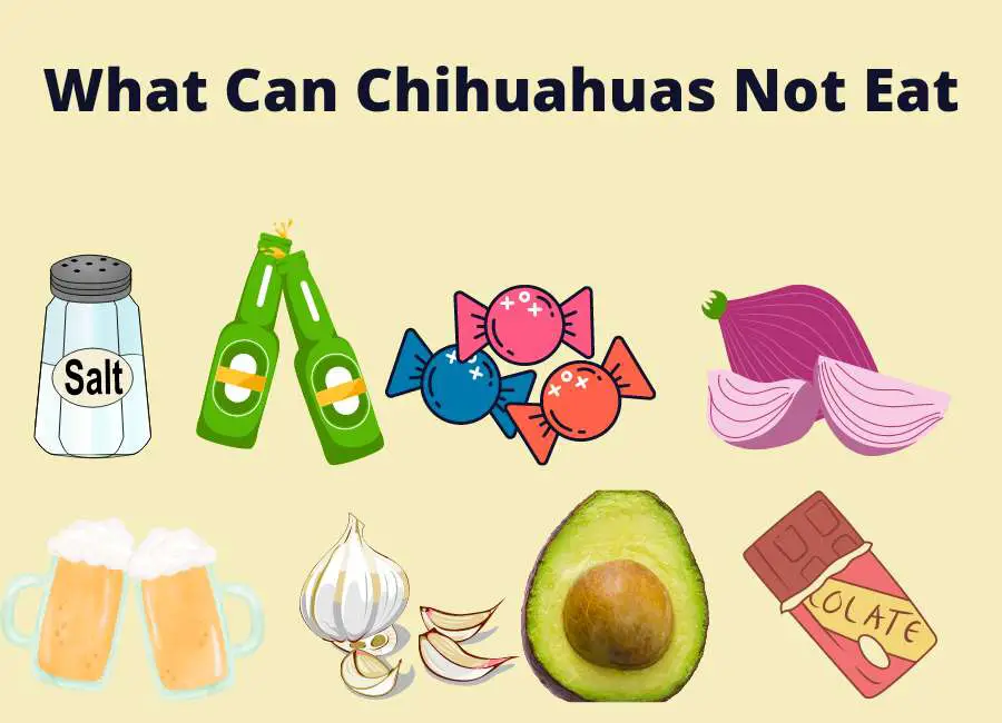 What Can Chihuahuas Not Eat