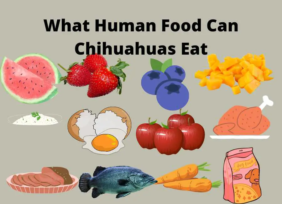 What Human Food Can Chihuahuas Eat