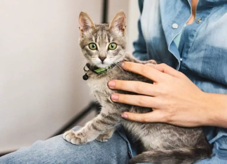 Where Cats Like To Be Petted (Helpful Tips)