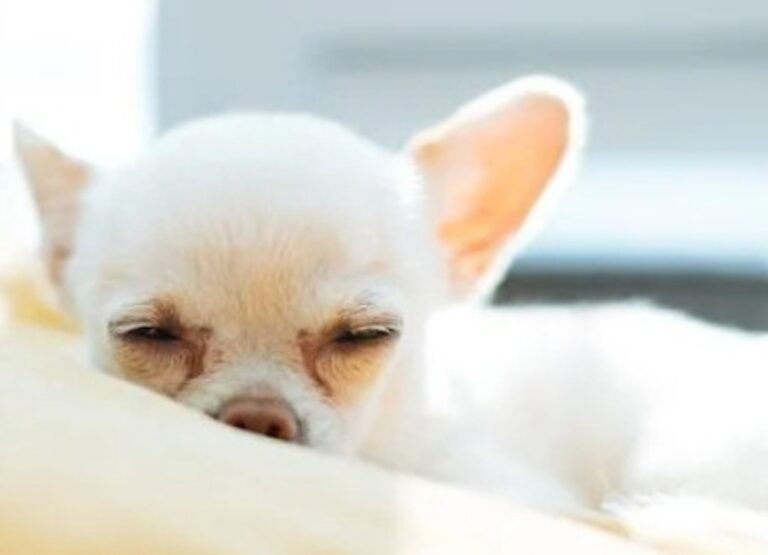 Why Do Chihuahuas Sleep So Much (Interesting Tips)