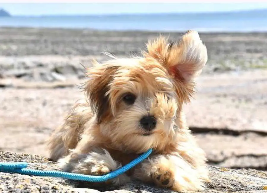 Why Do Havanese Dogs Dig