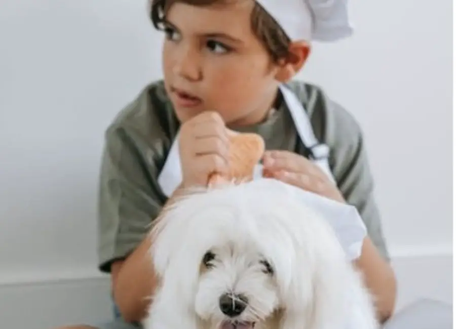 Are Havanese Good With Kids