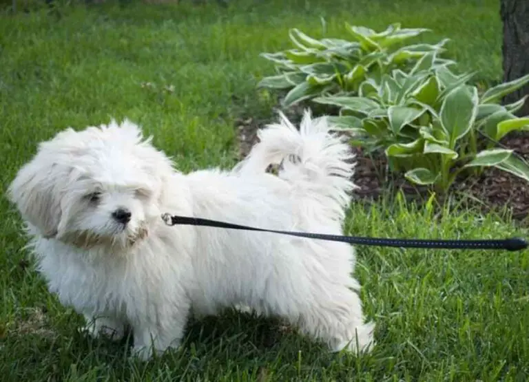 Are Lhasa Apso Easy To Train [18 Training Tips]