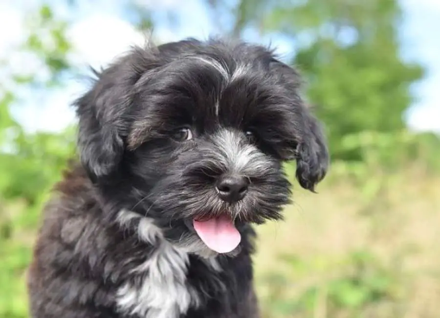 Do Havanese Bark a Lot