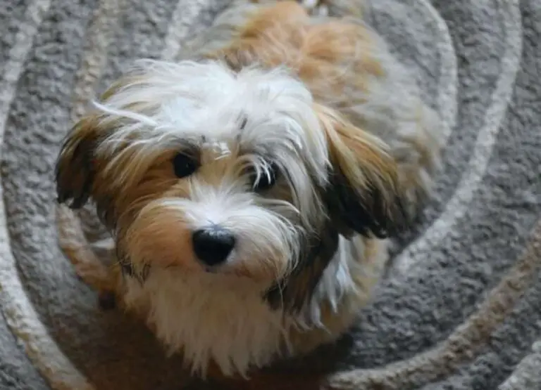 Do Havanese Dogs Shed [Full Explanation]
