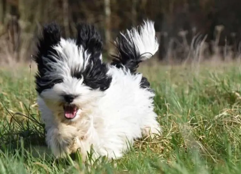 Havanese Aggression [Signs, Causes & Tips]