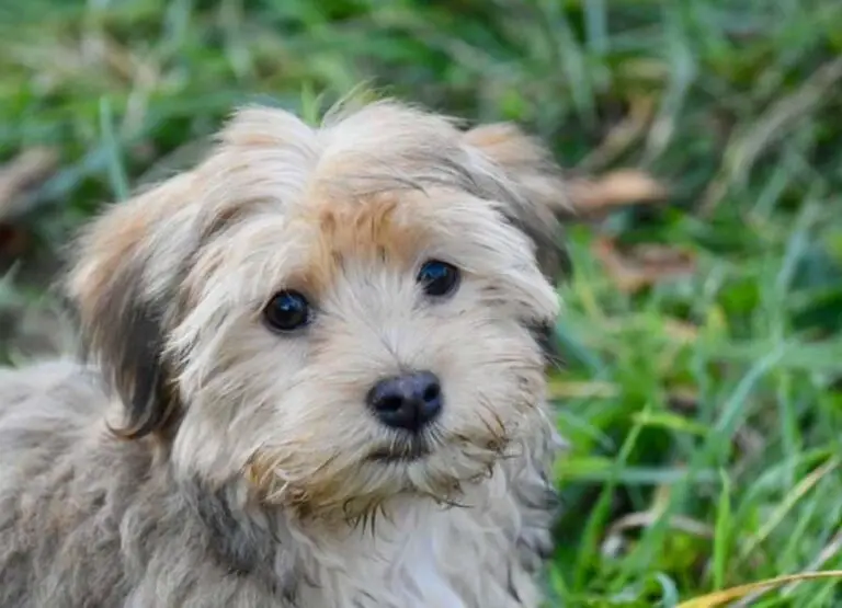 10 Factors That Might Influence Havanese Lifespan Explained