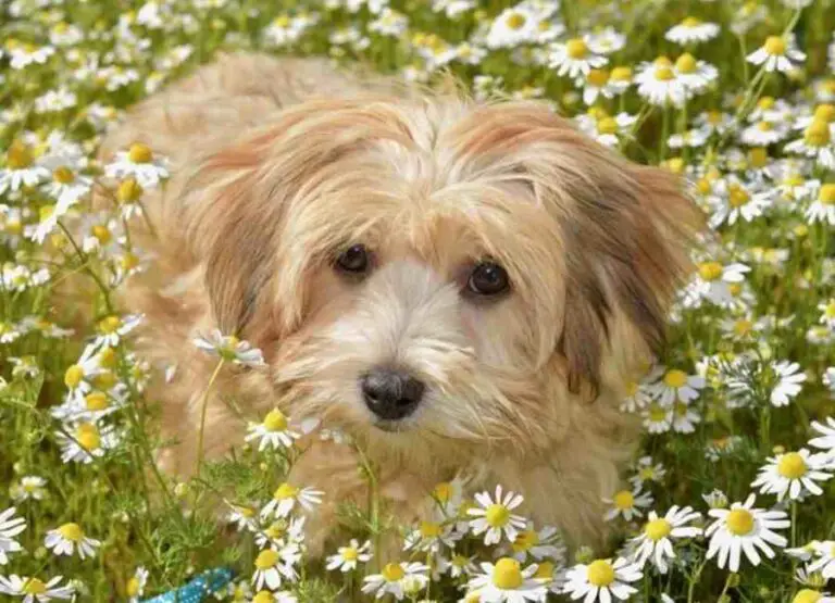 18 Top Havanese Pros And Cons You Should Know