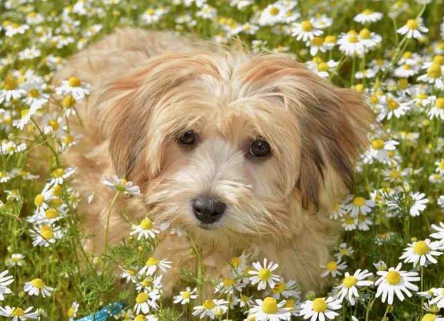 Havanese Pros And Cons