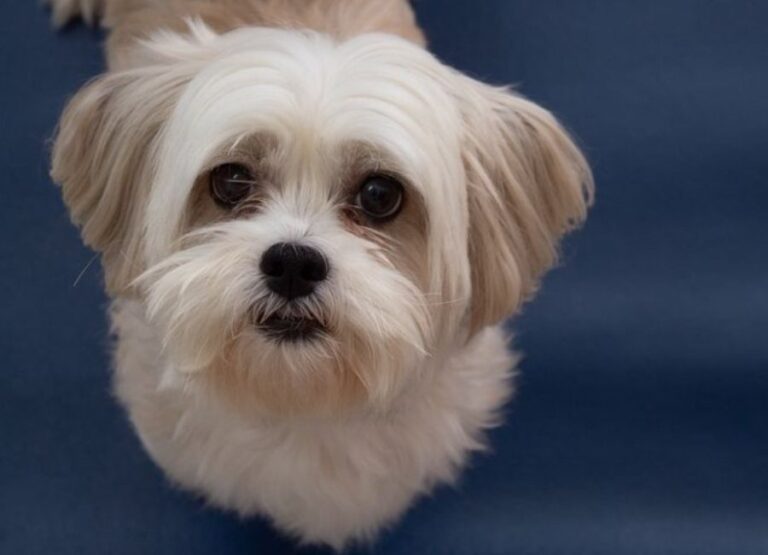 Lhasa Apso Lifespan [Things You Should Know]