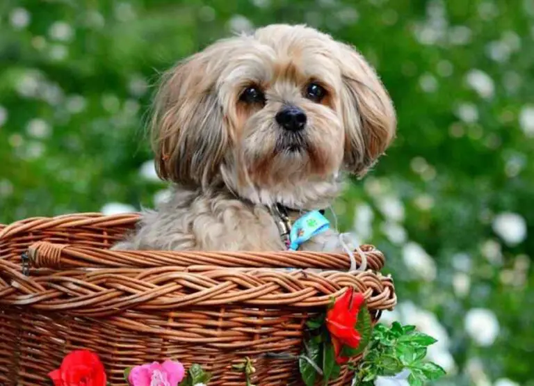 Lhasa Apso Pros And Cons You Should Know