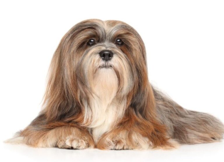 Lhasa Apso Separation Anxiety [Signs, Causes & More]