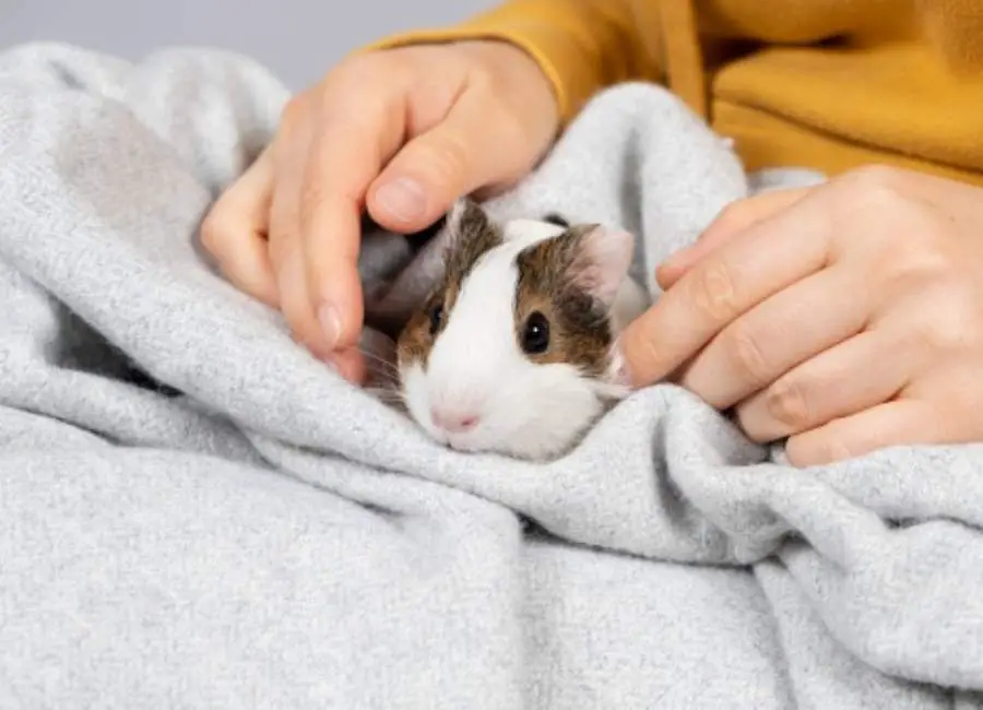 Reasons Why Guinea Pigs Are Good Pets