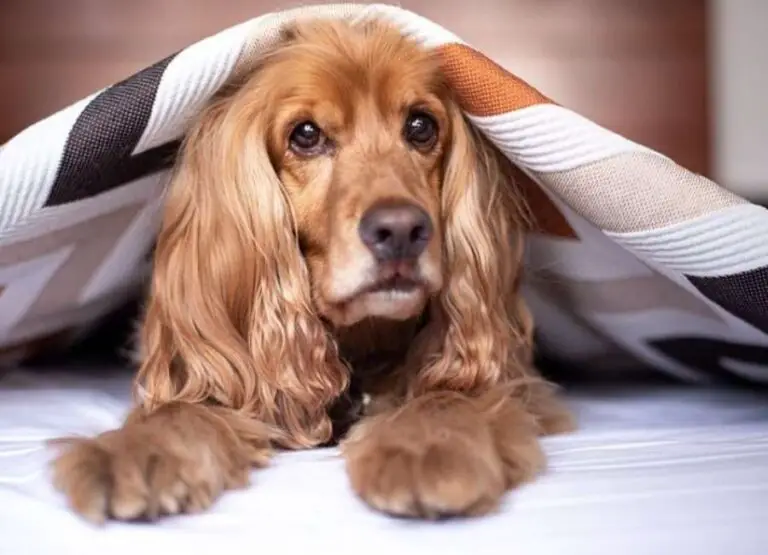 17 Potential Reasons Why Your Dog Is Acting Weird