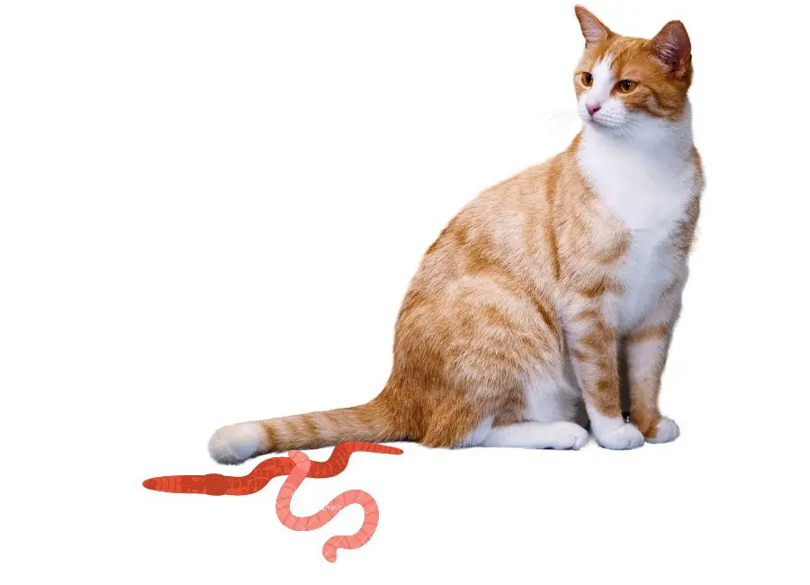 Ways Indoor Cats Get Worms