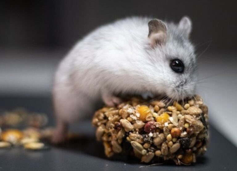 What Do Hamsters Eat [22 Safe Food For Hamsters]